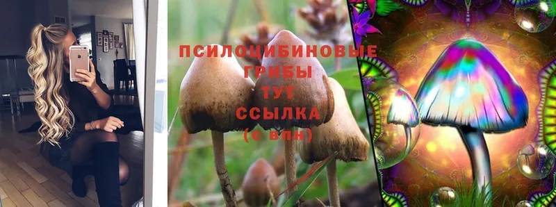 купить   Белёв  Галлюциногенные грибы Psilocybe 